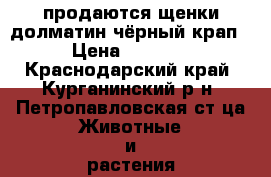 продаются щенки долматин чёрный крап › Цена ­ 2 000 - Краснодарский край, Курганинский р-н, Петропавловская ст-ца Животные и растения » Собаки   